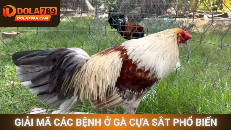 Giải mã các bệnh ở gà cựa sắt phổ biến