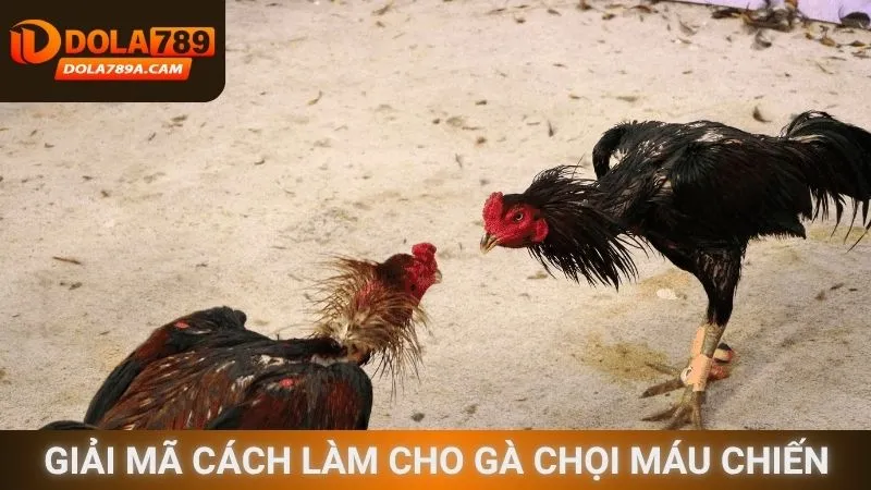 Giải mã cách làm cho gà chọi máu chiến