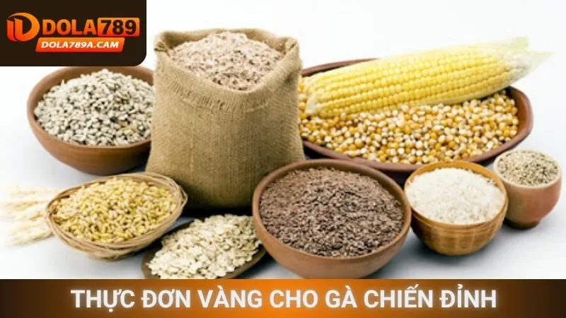 Thực đơn vàng cho gà chiến đỉnh