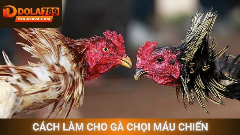 Cách làm cho gà chọi máu chiến