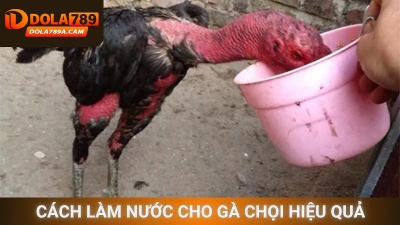 Cách làm nước cho gà chọi hiệu quả