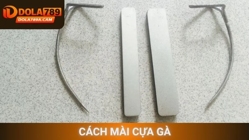 Cách mài cựa gà cho chiến kê
