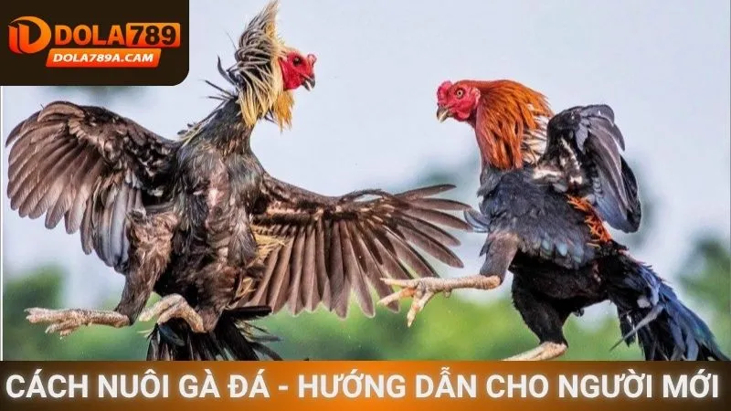 Cách nuôi gà đá - Hướng dẫn cho người mới 