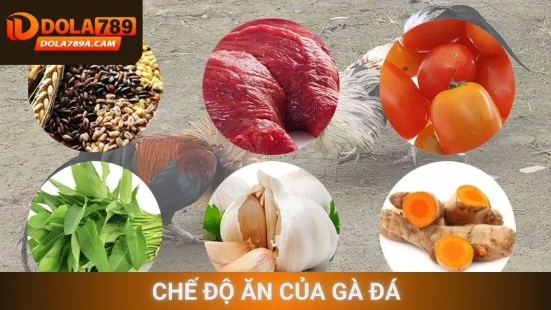 Chế độ ăn của gà đá