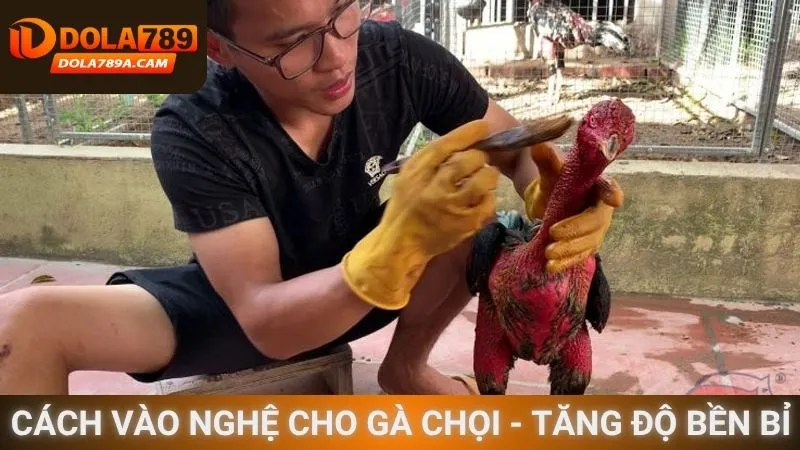Cách vào nghệ cho gà chọi - Tăng độ bền bỉ