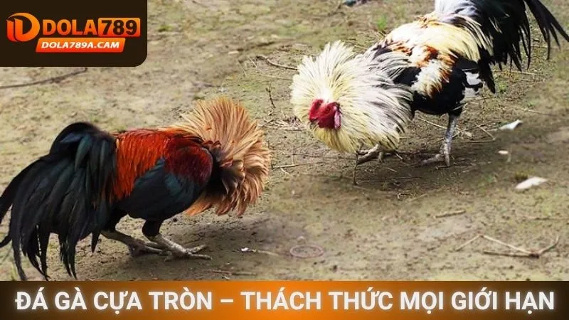 Đá gà cựa tròn – Thách thức mọi giới hạn