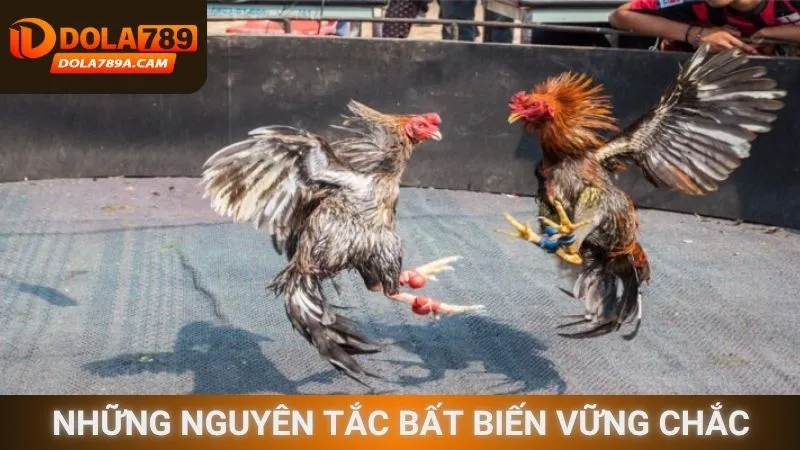 Những nguyên tắc bất biến vững chắc