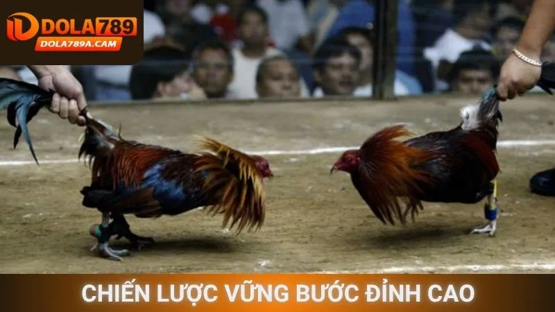 Chiến lược vững bước đỉnh cao