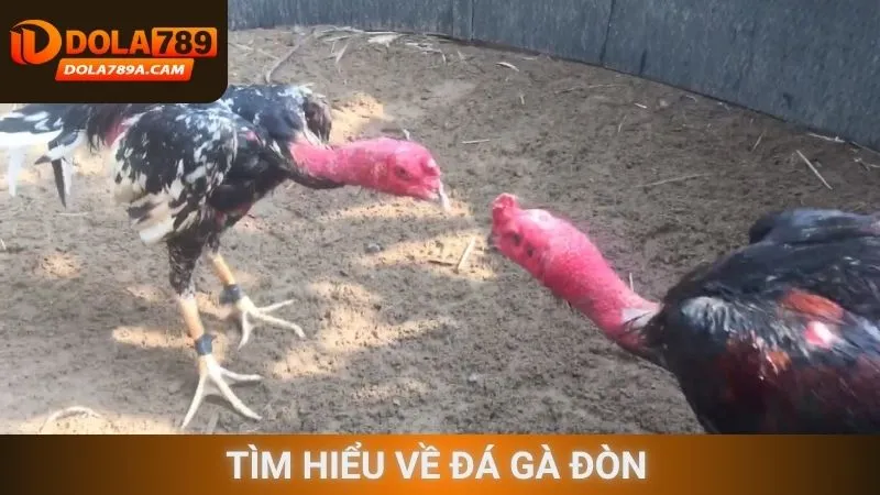 Tìm hiểu về đá gà đòn 