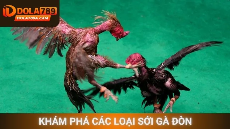 Khám phá các loại sới gà đòn