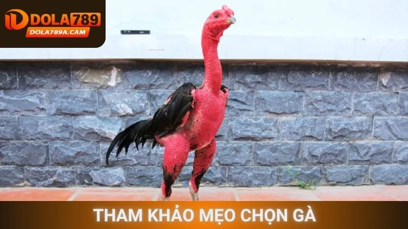 Tham khảo mẹo chọn gà