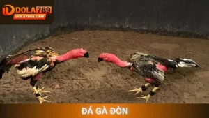 Đá gà đòn