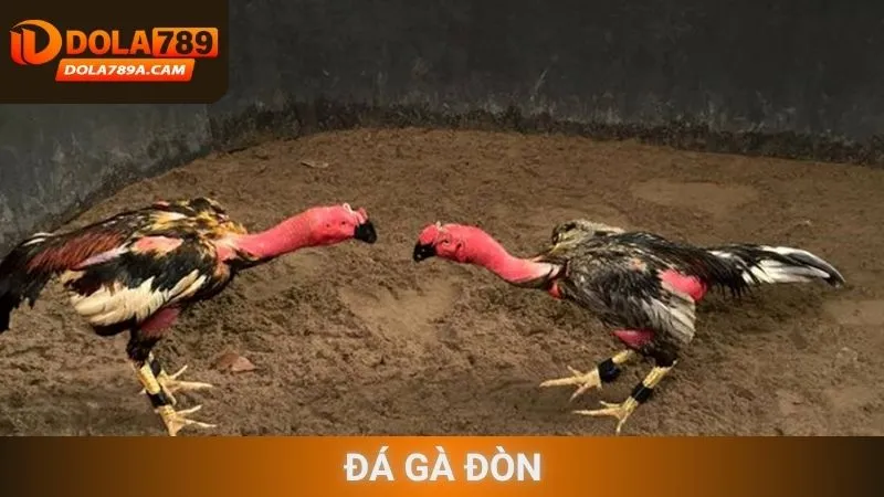 Đá gà đòn