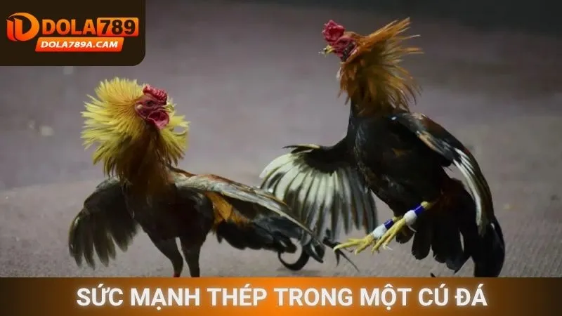 Sức mạnh thép trong một cú đá