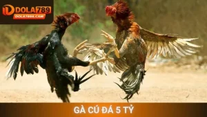 Gà cú đá 5 tỷ