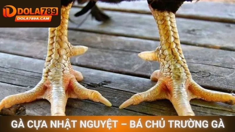 Gà cựa Nhật Nguyệt – Bá chủ trường gà