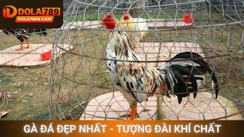 Gà đá đẹp nhất - Tượng đài khí chất