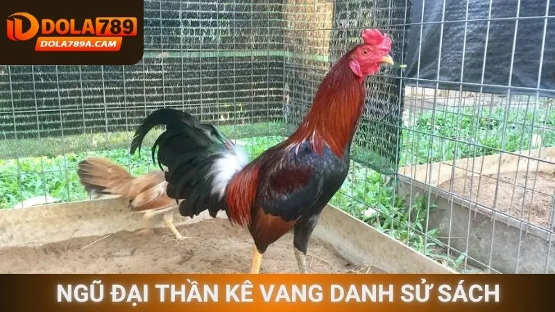 Ngũ đại thần kê vang danh sử sách