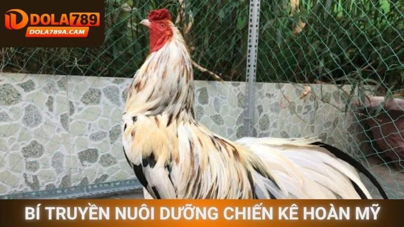 Bí truyền nuôi dưỡng chiến kê hoàn mỹ