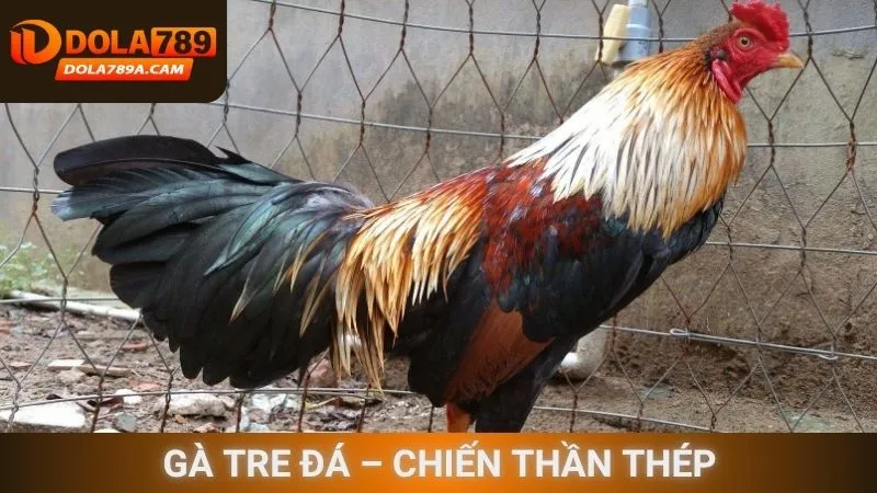 Gà tre đá – Chiến thần thép