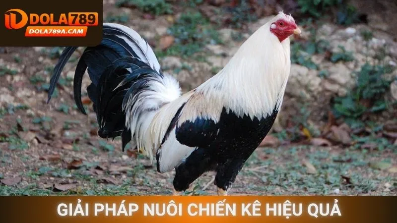Giải pháp nuôi chiến kê hiệu quả