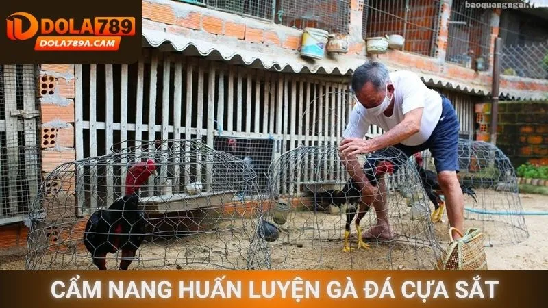 Cẩm nang huấn luyện gà đá cựa sắt