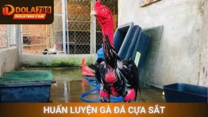 Huấn luyện gà đá cựa sắt