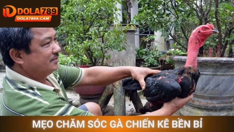 Mẹo chăm sóc gà chiến kê bền bỉ