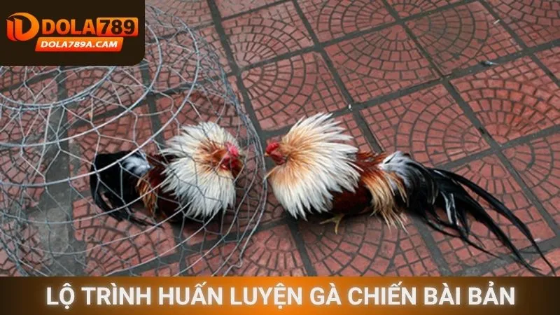 Lộ trình huấn luyện gà chiến bài bản
