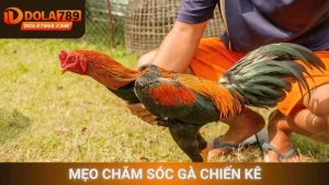 Mẹo chăm sóc gà chiến kê