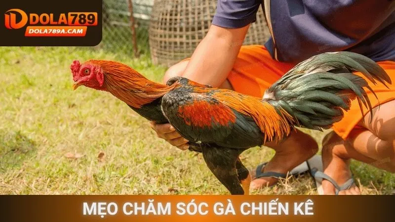 Mẹo chăm sóc gà chiến kê