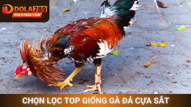 Chọn lọc top giống gà đá cựa sắt
