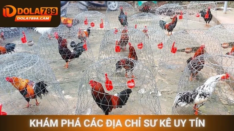 Khám phá các địa chỉ sư kê uy tín