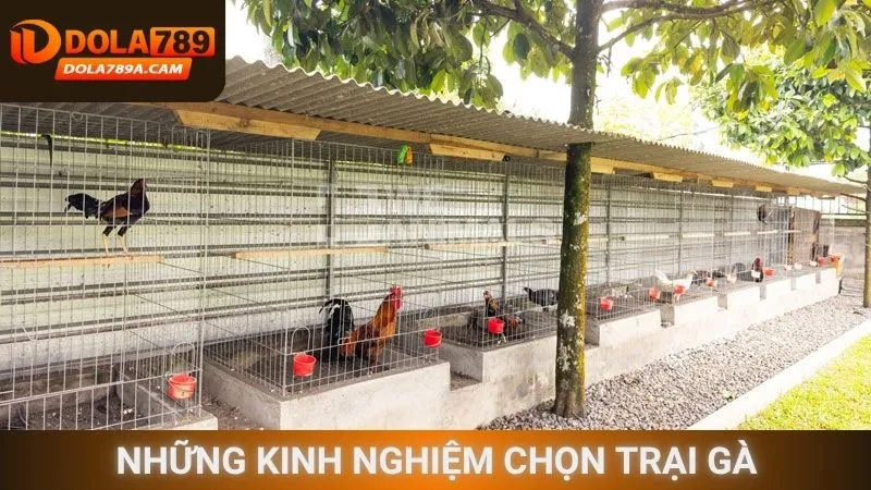 Những kinh nghiệm chọn trại gà