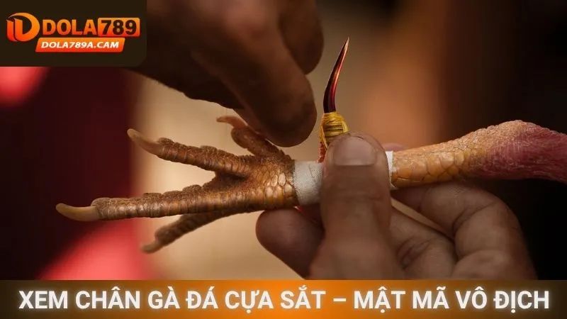 Xem chân gà đá cựa sắt – Mật mã vô địch