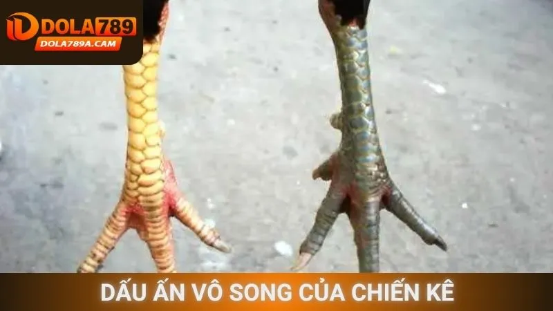 Dấu ấn vô song của chiến kê