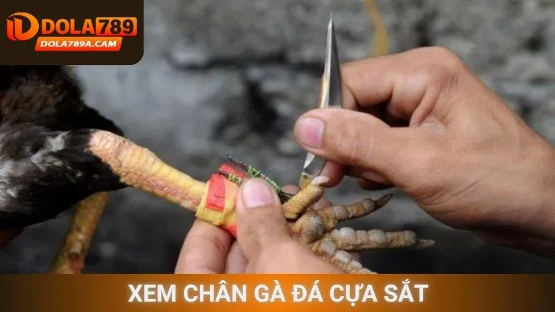 Xem chân gà đá cựa sắt