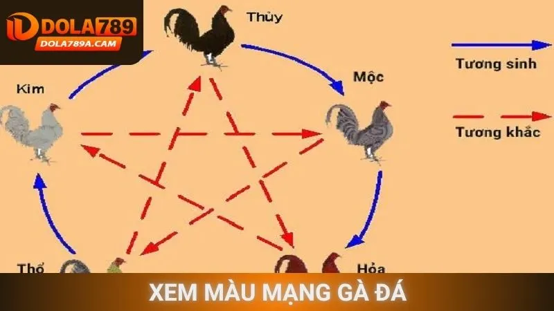Xem màu mạng gà đá