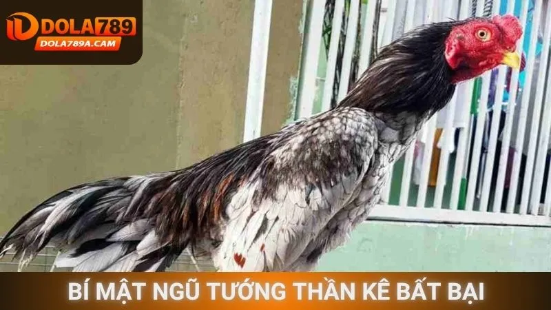 Bí mật ngũ tướng thần kê bất bại