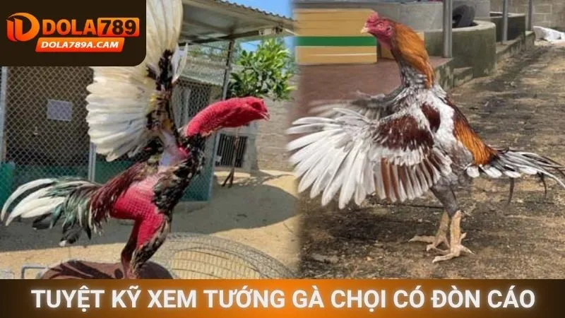 Xem tướng gà chọi có đòn cáo - Tuyệt kỹ sát thủ