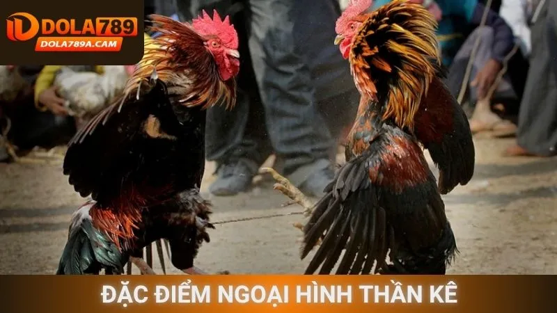 Đặc điểm ngoại hình thần kê